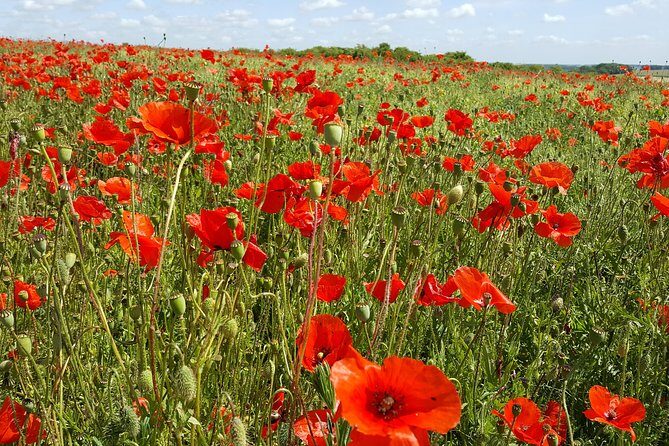 Australian Battlefields Private Tour in Flanders from Bruges - Price and value: what $545.94 buys you (and what it doesn’t)