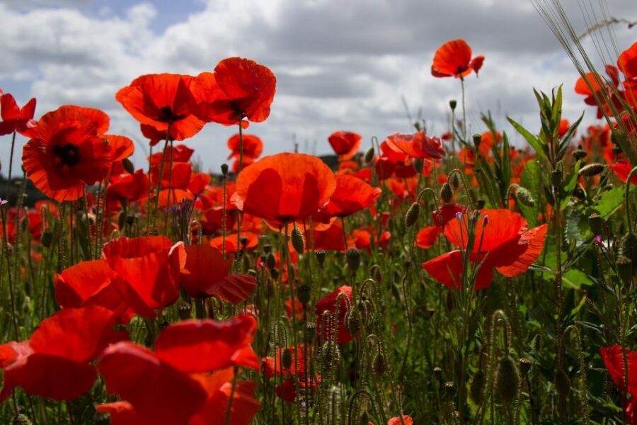 From Bruges: Flanders Fields Remembrance Full-Day Trip - Essex Farm Cemetery and Dr. John McCrae: the poem behind the place
